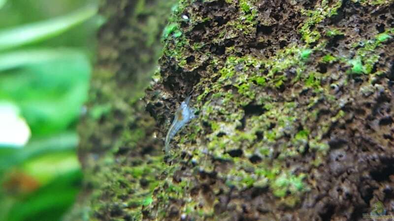 Blue Pearl Baby Garnele ca. 4 mm  von Mel (23)