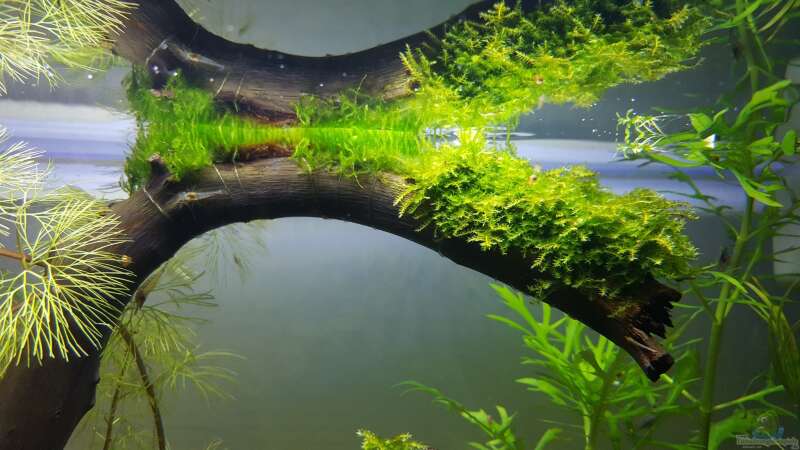 Pflanzen im Aquarium Kafi Paradies von Mel (7)