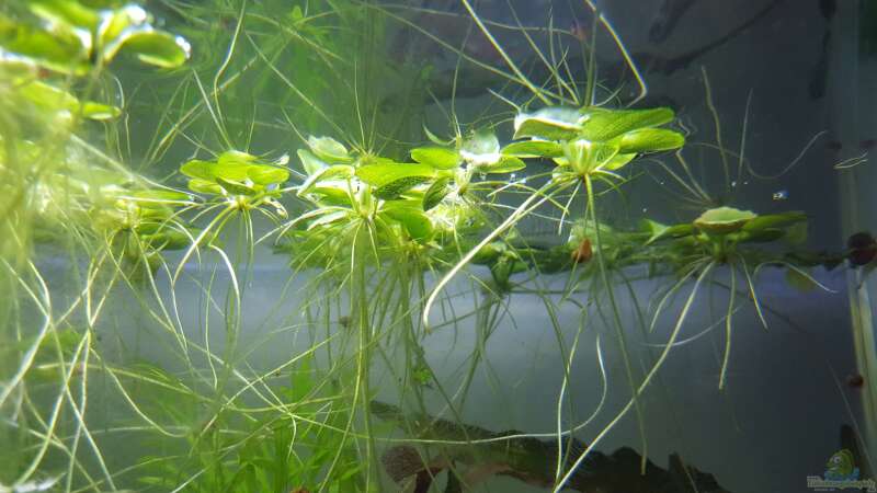Schwimmpflanzen von Mel (8)