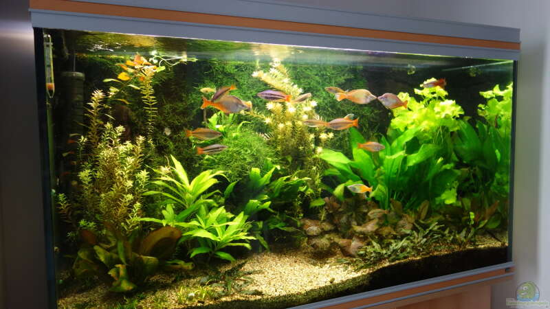 Aquarium Hauptansicht von Regenbogenfische