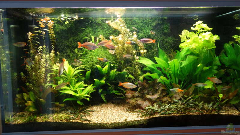Aquarium Regenbogenfische von Christian S. (2)