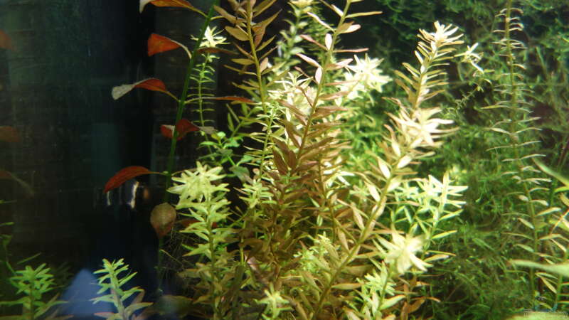 Pflanzen im Aquarium Regenbogenfische von Christian S. (5)