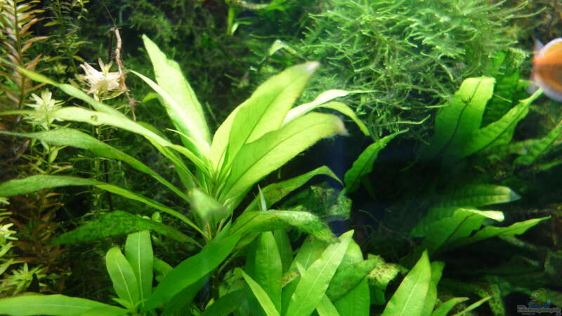 Pflanzen im Aquarium Regenbogenfische von Christian S. (6)