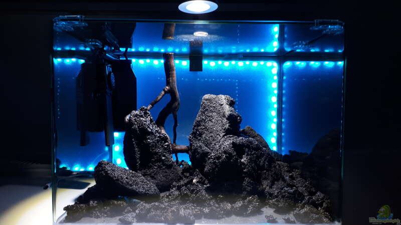 Aquarium Matanosee von Jim (3)