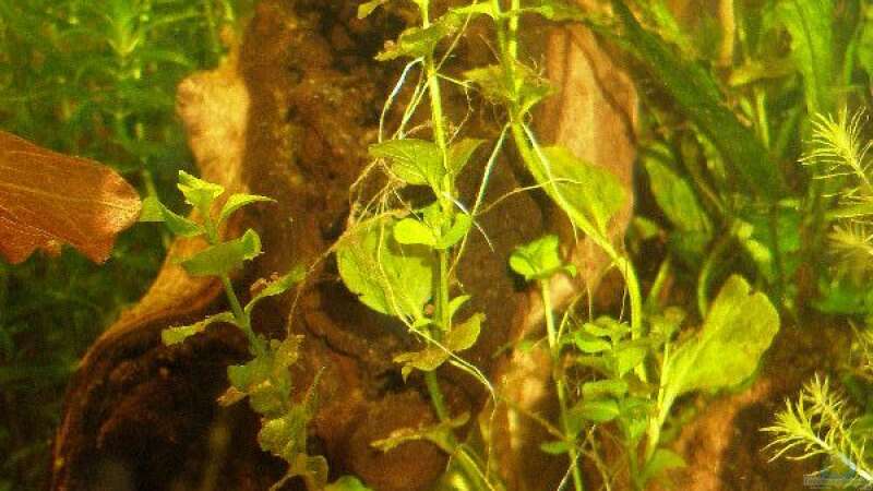 mitte: Grünes Pfennigkraut (Lysimachia nummularia)  - dahinter: Dichtblättrige Wasserpest (Egeria densa)  von Maja Knodel (10)
