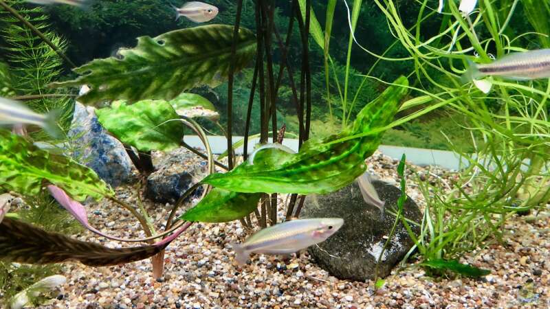 Melanotaenia mamahensis haben wurdervolle schimmernde Farben, wie ´alle´ Regenbogenfische von Helga Kury (2)