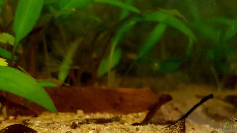 Zwergkugelfisch: Jungtiere neben einem Buchenblatt. von miv (46)