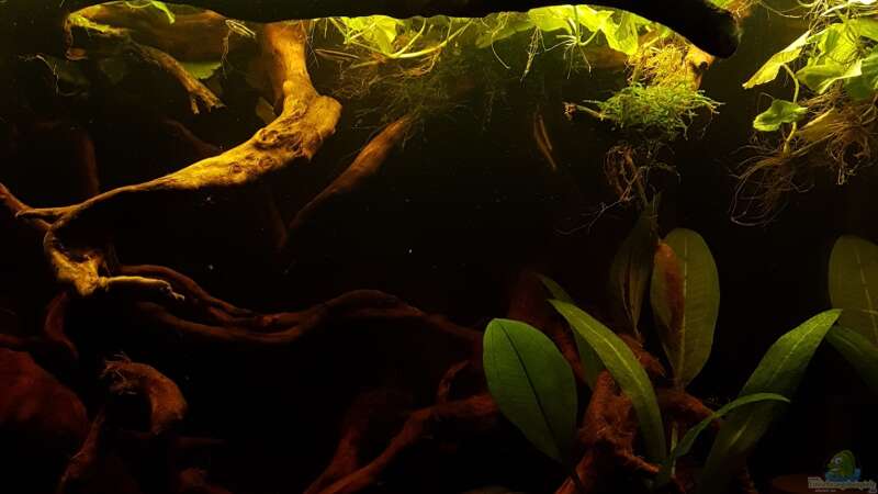 Aquarium Eheim Vivaline LED 180 von Peter Kozma (6)