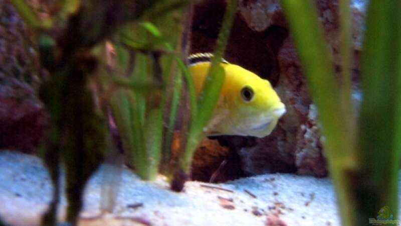 Gelber Labidochromis / Yellow hat das Maul voll! 5.4.07 von Dennis V12 (30)