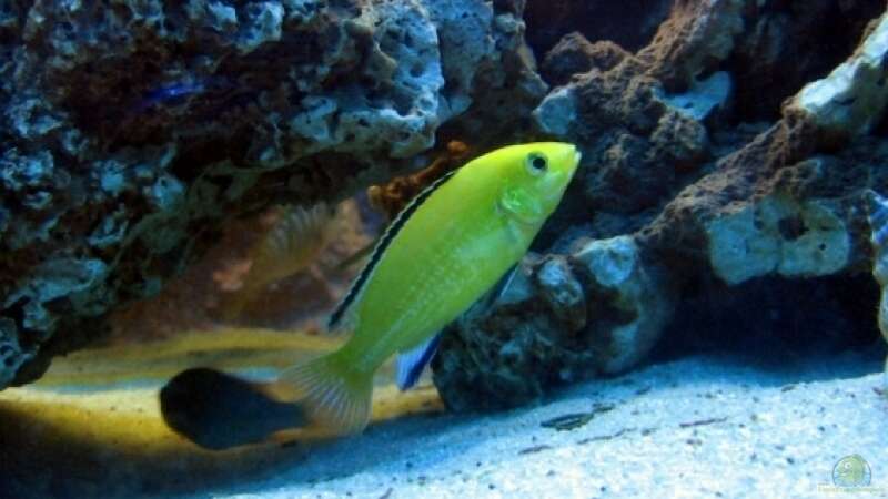 Gelber Labidochromis / Yellow von Dennis V12 (31)