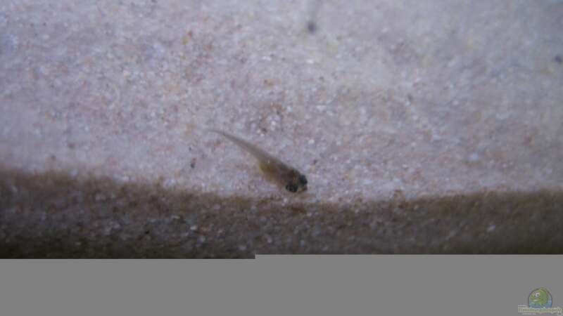 Melanochromis maingano Jungtier von am1482 (6)