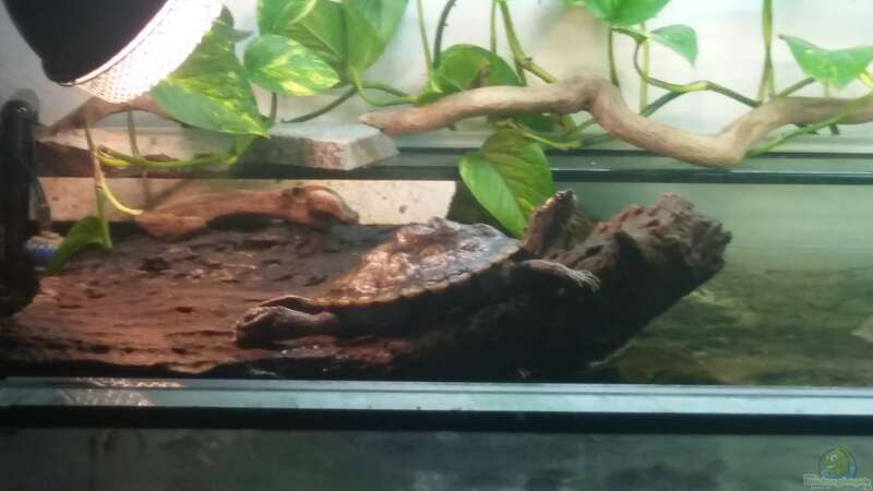 Bärbel- Höckerschildkröten von Aqua-A (7)