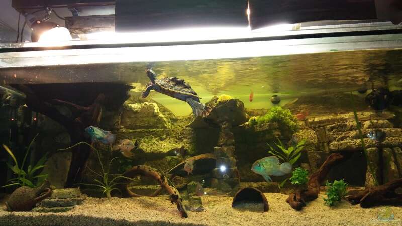 Mein Schildkröten Gesellschaftsbecken von Aqua-A (1)