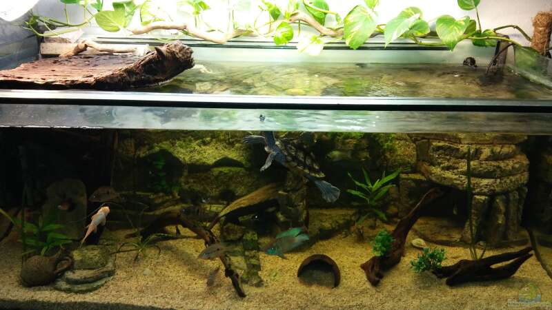 Mein Schildkröten Gesellschaftsbecken von Aqua-A (2)