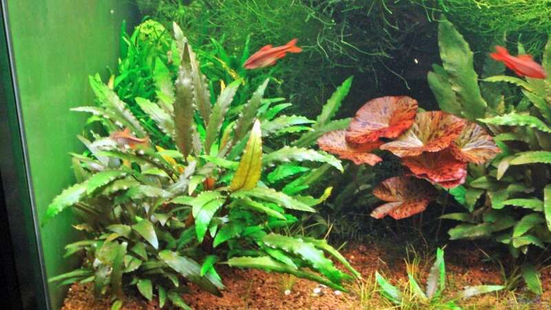 Pflanzen im Aquarium Becken 3630 von Seifert Daniel (5)