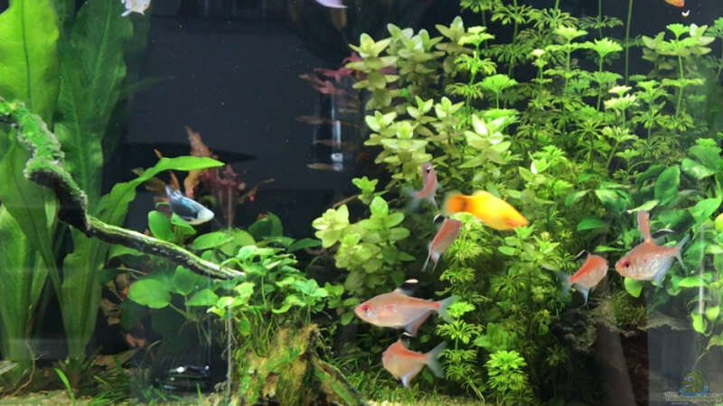 Aquarium Amazonas Phantasie von Aerbsli (21)