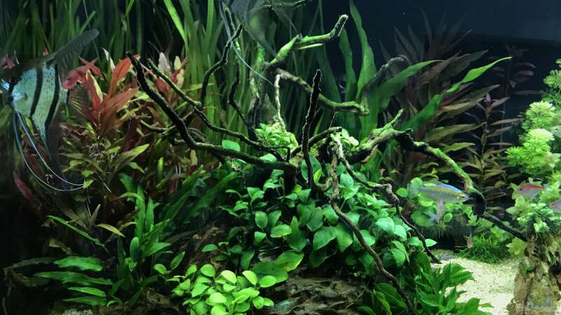 Aquarium Amazonas Phantasie von Aerbsli (22)