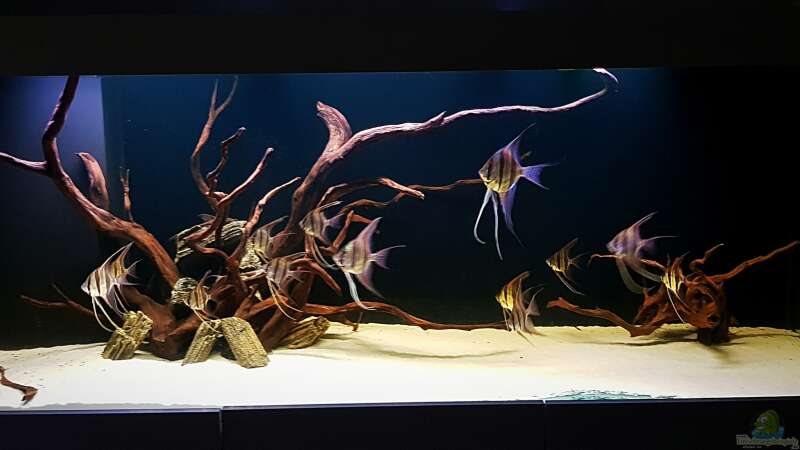 Aquarium Orinoco Altum von Dani B (10)