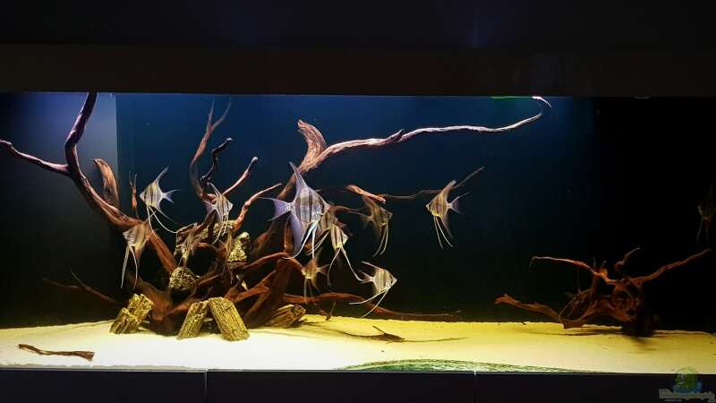 Aquarium Orinoco Altum von Dani B (11)