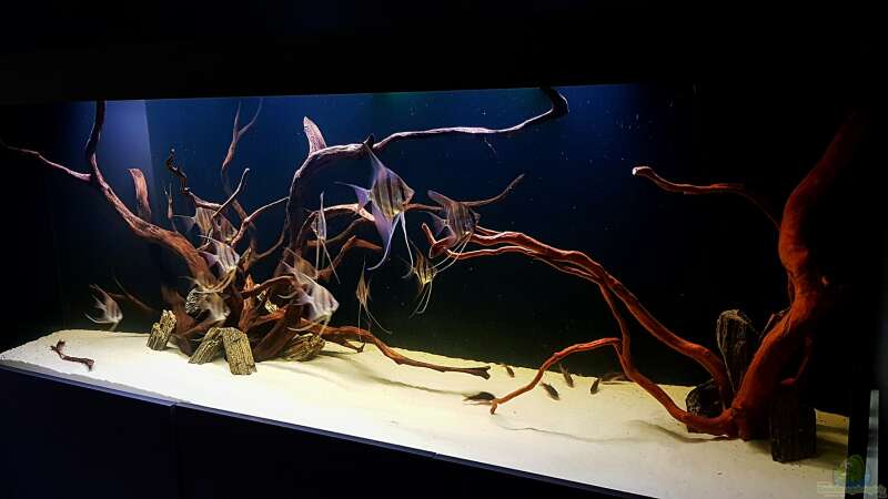 Aquarium Orinoco Altum von Dani B (12)