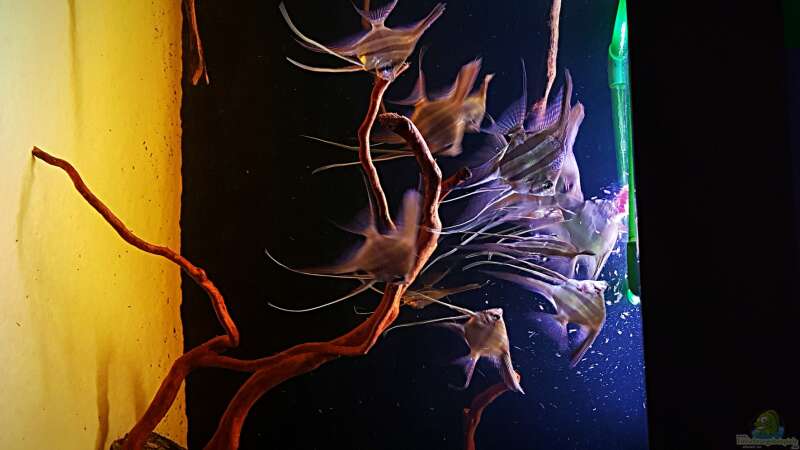 Besatz im Aquarium Orinoco Altum von Dani B (18)