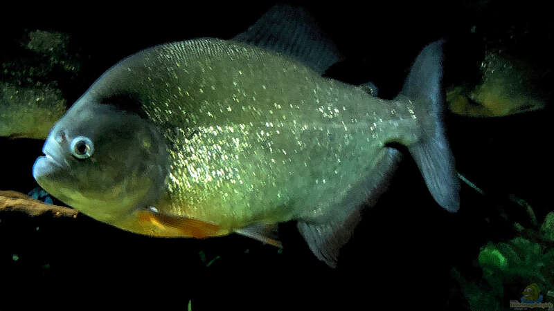 Besatz im Aquarium Piranha-Habitat von Cariba (10)
