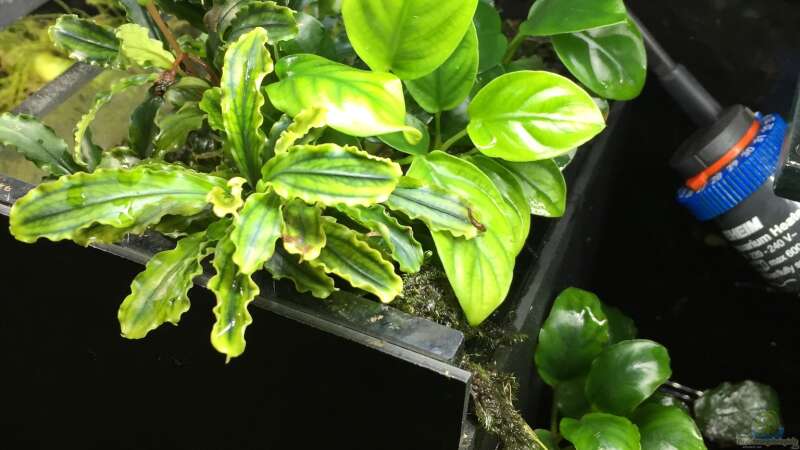 Anubias barteri var. nana und Bucephalandra spec. Wavy Leaf von Danny (15)
