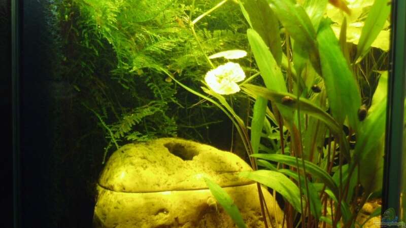 Hier kann man schön erkennen wie das Moos ins Becken hinein wächst. von Aquaristricks (3)