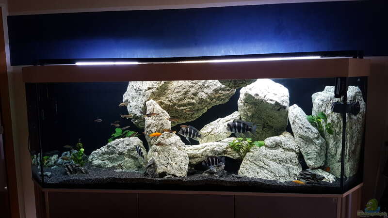 Aquarium Tanganjika (Frontosa, Cyprichromis, ..) 1000l von TH (2)