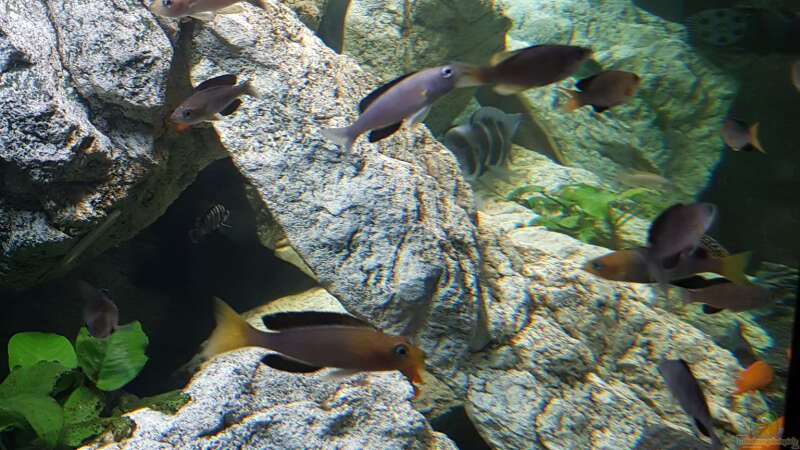 Besatz im Aquarium Tanganjika (Frontosa, Cyprichromis, ..) 1000l von TH (12)