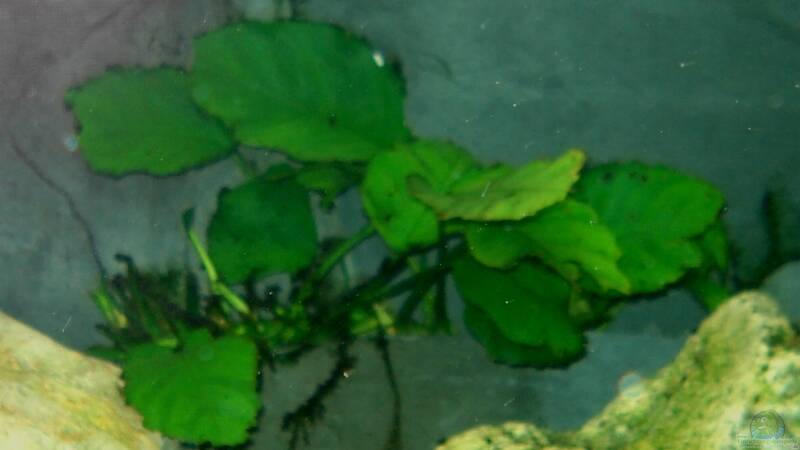 Anubia in Tasche von ehemaliger User (9)