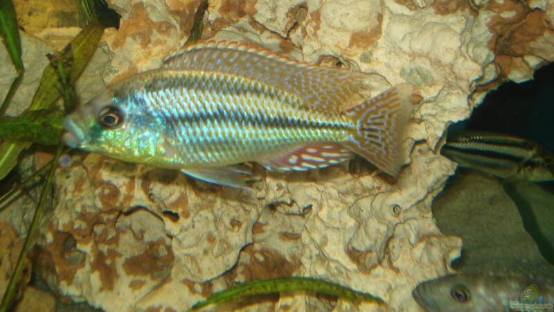 Besatz im Aquarium Becken 3668 von ehemaliger User (31) Besatz im Aquarium Becken 3668 von ehemaliger User (31)