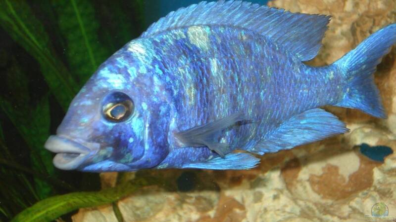 Besatz im Aquarium Becken 3668 von ehemaliger User (33)