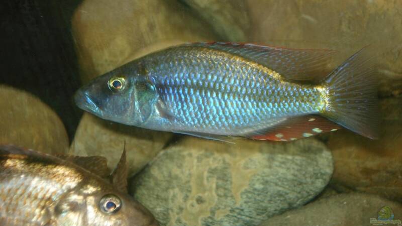 Besatz im Aquarium Becken 3668 von ehemaliger User (34)