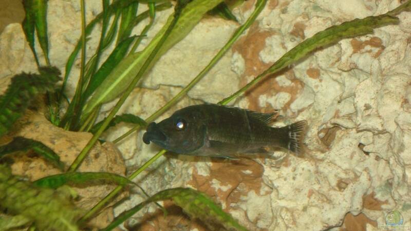 Besatz im Aquarium Becken 3668 von ehemaliger User (35)