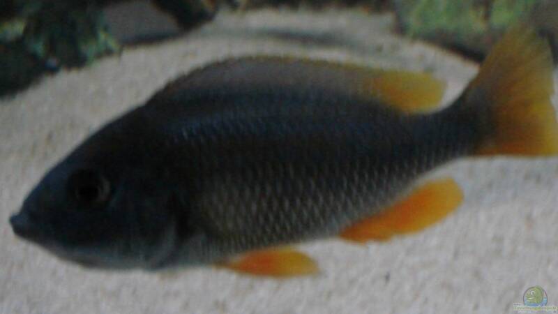 Copadichromis borleyi Weibchen mit Maul voll von ehemaliger User (22)