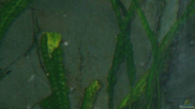 Cryptocoryne (Hammerschlag) von ehemaliger User (10)