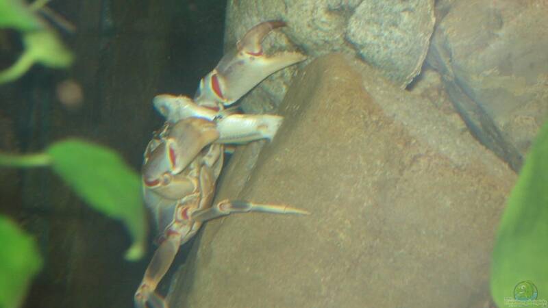 Krabbe mit Stint von ehemaliger User (30)