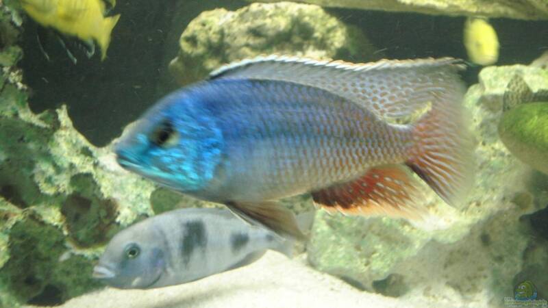 Protomelas teaniolatus boadzulu Bock von ehemaliger User (25)