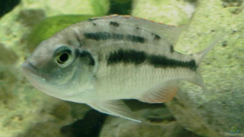 Protomelas teaniolatus boadzulu weibchen mit Maul voll von ehemaliger User (23)