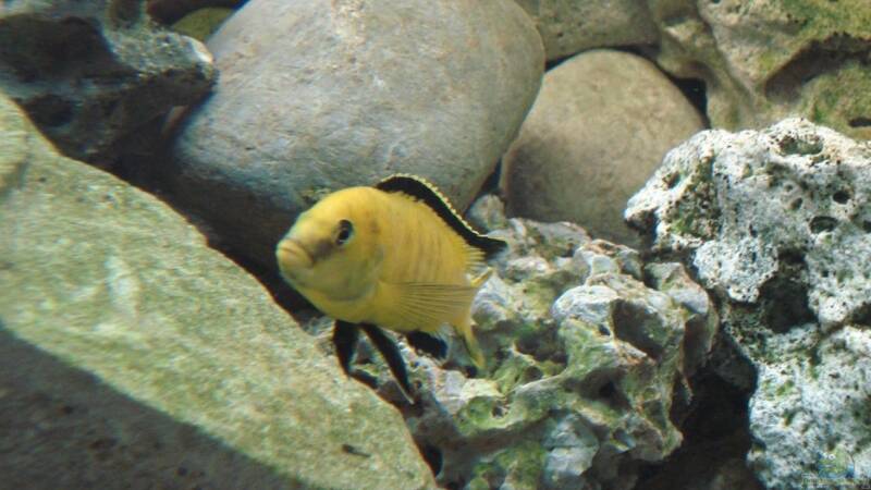 Steinmix mit yellow von ehemaliger User (13)