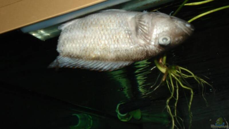 Von Krabbe erwischt worden. Mann betrachte den Scherenschnitt von ehemaliger User (8)