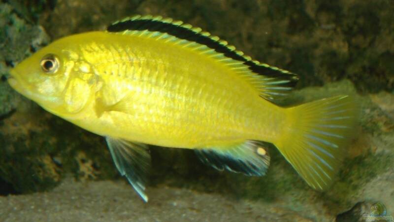 yellow von ehemaliger User (24)