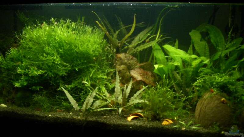 Pflanzen im Aquarium Becken 3673 von Lewino (3)