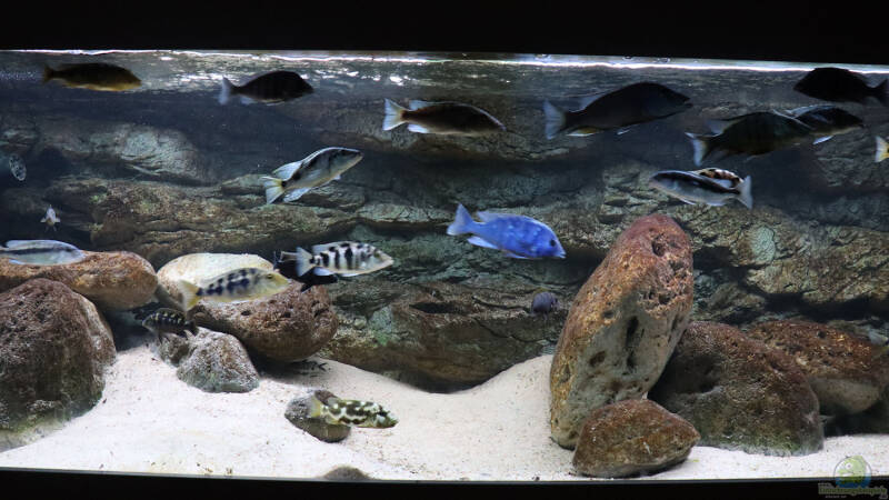Hauptbild aus dem Beispiel Malawibecken 1120 Liter