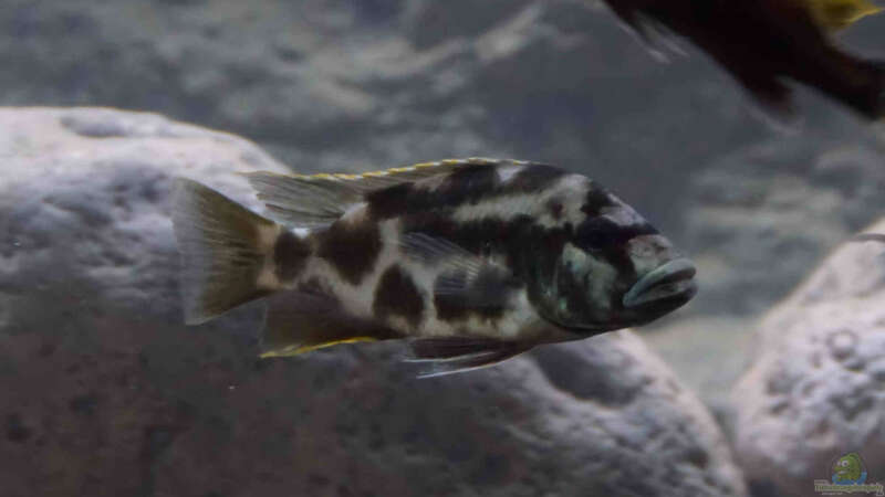 Nimbochromis livingstoni halbwüchsiges Männchen von Tom (18)