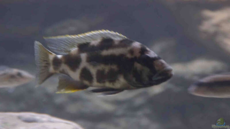 Nimbochromis livingstoni halbwüchsiges Männchen von Tom (21)