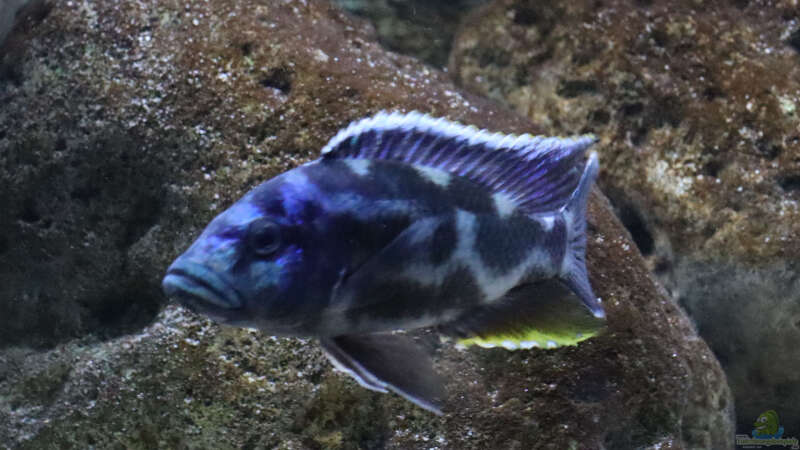 Nimbochromis livingstonii m von Tom (31)