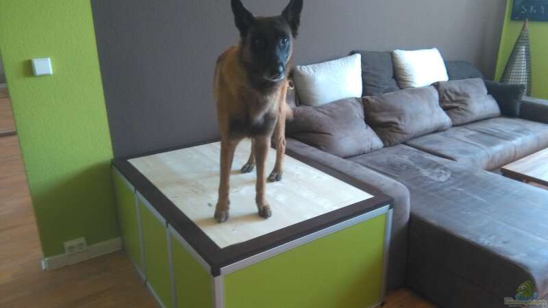 2,7cm Holzplatte oben rauf, Hund hält schonmal :-) von Eskimo (8)