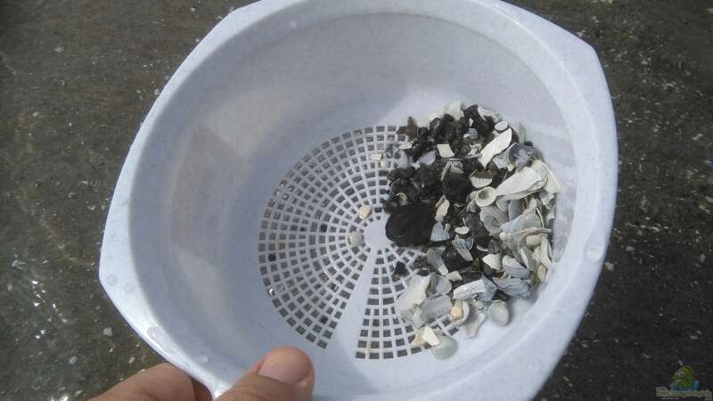Sediment - Mix aus kleinen Steinchen, Muscheln und Muschelbruch von Eskimo (11)